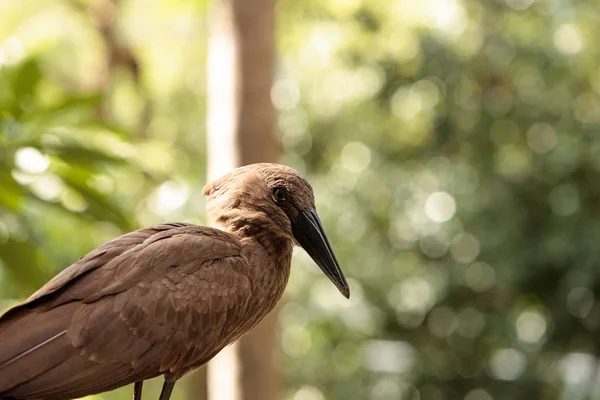 Hamerkop kuş Scopus umbretta — Stok fotoğraf