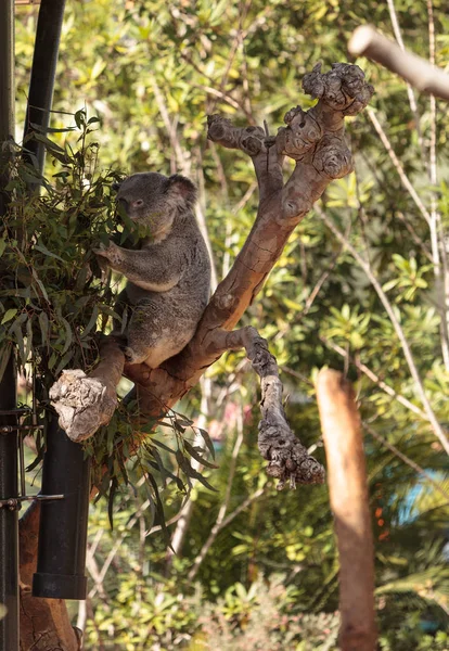 Koala oso Phascolarctos cinereus — Foto de Stock