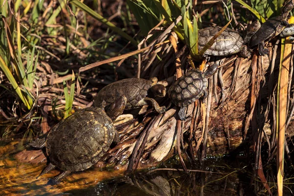 Tortugas del Pacífico Actinemys marmorata — Foto de Stock