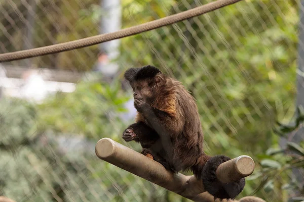 Macaco-prego-da-índia — Fotografia de Stock