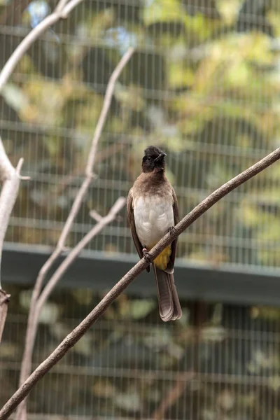 Bulbul ventilado branco conhecido como Pycnonotus barbatus — Fotografia de Stock