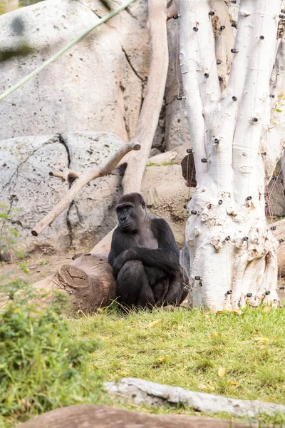 Västra Låglandet Gorilla Stockbild