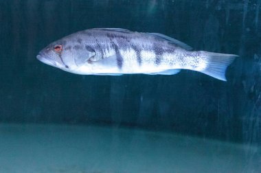 Kum bas Paralabrax nebulifer men