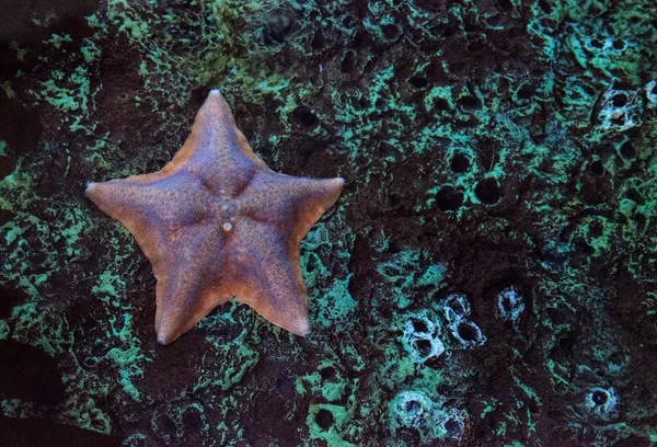 Estrella de mar llamada Patiria miniata —  Fotos de Stock