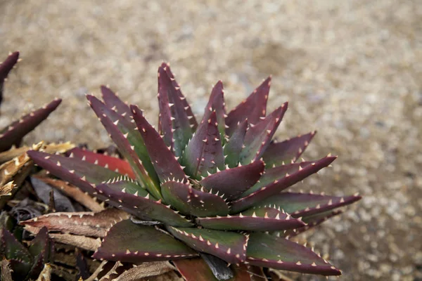 Красные и зеленые колючки Aloe brevifolia — стоковое фото