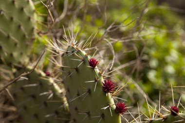 Yeşil bir inciri kaktüs Opuntia ficus-indica pedleri