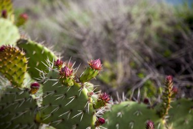 Yeşil bir inciri kaktüs Opuntia ficus-indica pedleri