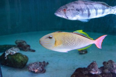 Kırmızı kuyruk triggerfish Xanthichthys mento