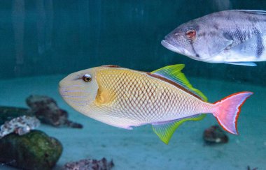 Kırmızı kuyruk triggerfish Xanthichthys mento