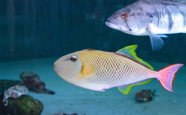 Kırmızı kuyruk triggerfish Xanthichthys mento 