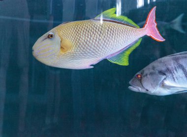 Kırmızı kuyruk triggerfish Xanthichthys mento
