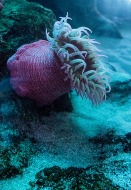 Beyaz gül anemone Urticina lofotensis tespit