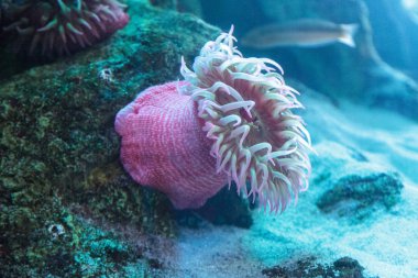 Beyaz gül anemone Urticina lofotensis tespit