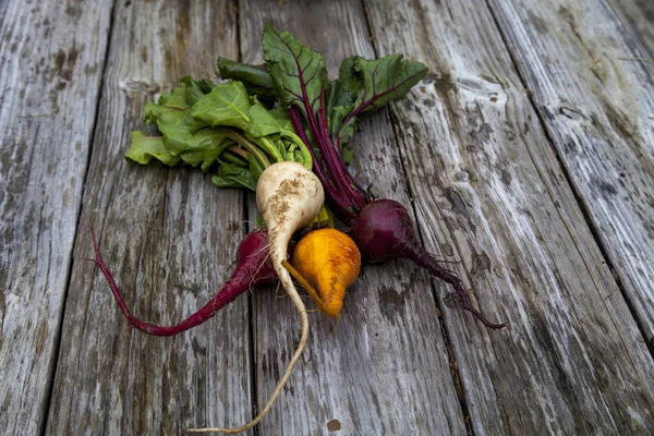 Remolacha roja, naranja y amarilla — Foto de Stock