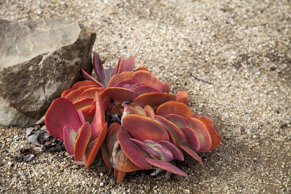 Pianta da pagaia rosa e verde Kalanchoe luciae succulenta — Foto Stock