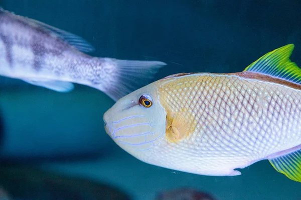 Červená zadní ostenec Xanthichthys mento — Stock fotografie