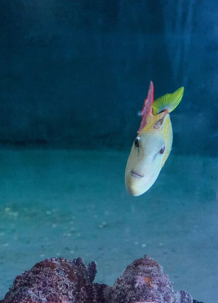 Pez gatillo de la cola roja Xanthichthys mento — Foto de Stock