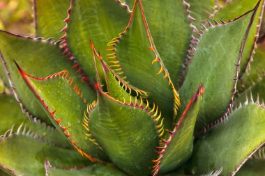 Parlak yeşil Agave shawii