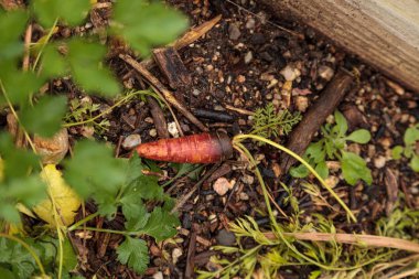 Organik havuç Berlicum 