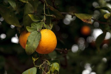 Olgun portakal bir ağaca asmak