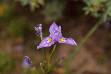 Küçük mor Douglas Iris