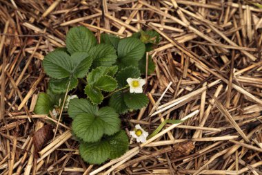 Bir çilek bitki üzerinde küçük beyaz çiçekler açar 