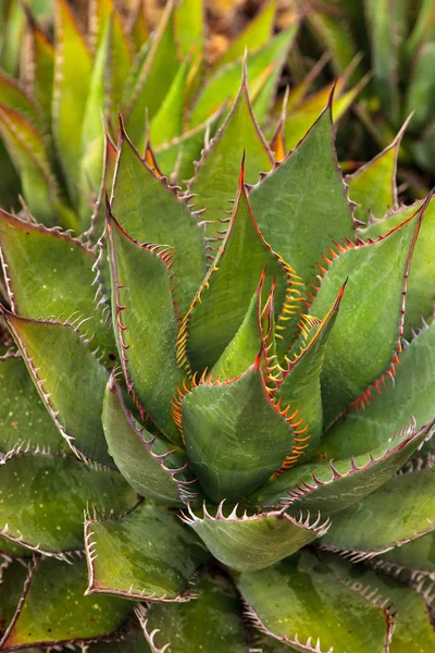 Brillante verde Agave shawii —  Fotos de Stock