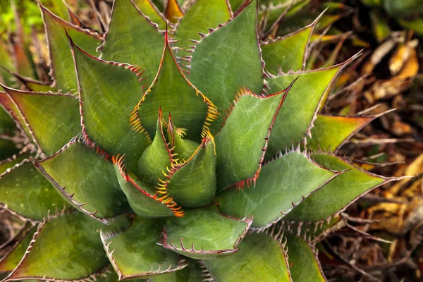 Brillante verde Agave shawii —  Fotos de Stock