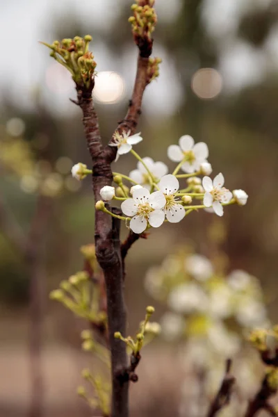 White flower blossoms on a hood pear tree — Stock Photo, Image