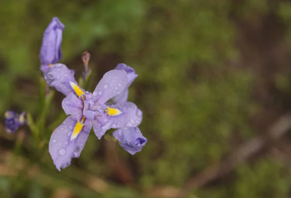 Pequeño iris púrpura Douglas — Foto de Stock