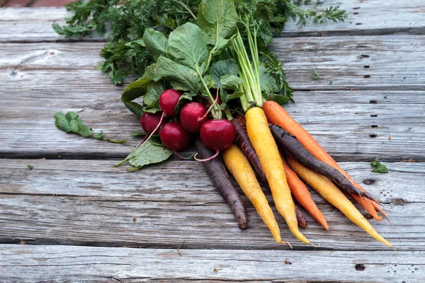 Rote Radieschen und Karotten — Stockfoto