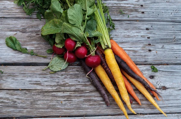 Rote Radieschen und Karotten — Stockfoto