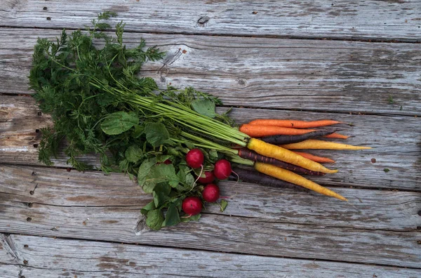 Rábanos rojos y zanahorias ecológicas —  Fotos de Stock