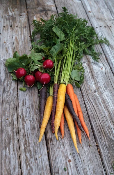 Rote Radieschen und Karotten — Stockfoto