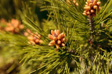 Küçük yeşil çam iğne
