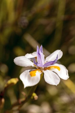 Beyaz ve mor Douglas Iris
