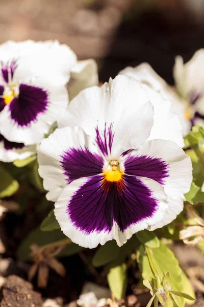 Flor pansy colorido — Fotografia de Stock