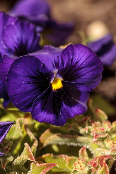 Flor alegre colorida — Foto de Stock