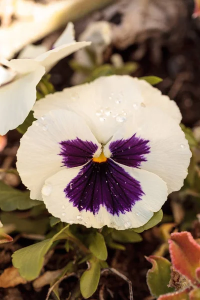 Flor pansy colorido — Fotografia de Stock