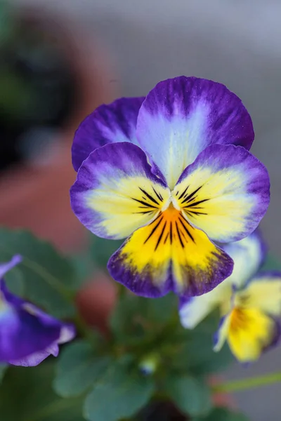 Flor pansy colorido — Fotografia de Stock