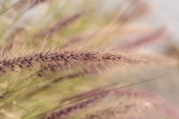 Gelbes Springbrunnengras, Pennisetum alopecuroides genannt — Stockfoto