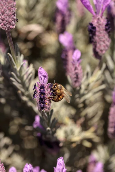꿀벌, Apis mellifera — 스톡 사진