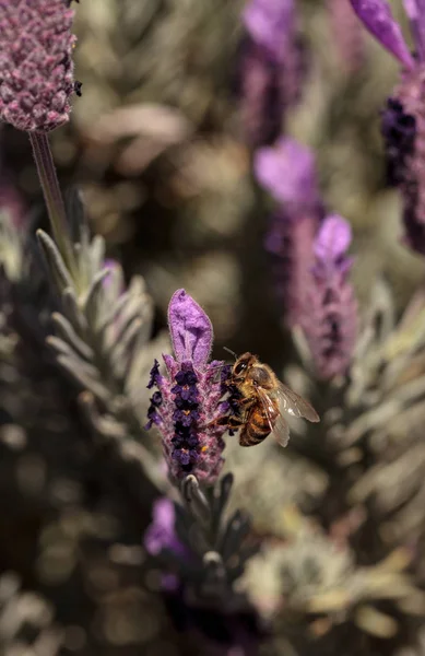 Včely medonosné Apis mellifera — Stock fotografie