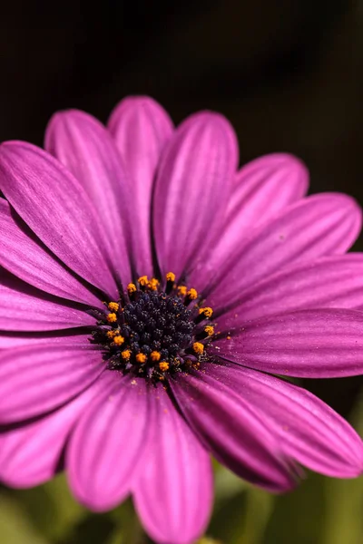 Makro Africká sedmikráska Osteospermum ecklonis — Stock fotografie