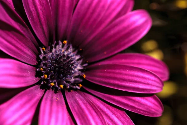 Makro des afrikanischen Gänseblümchens osteospermum ecklonis — Stockfoto