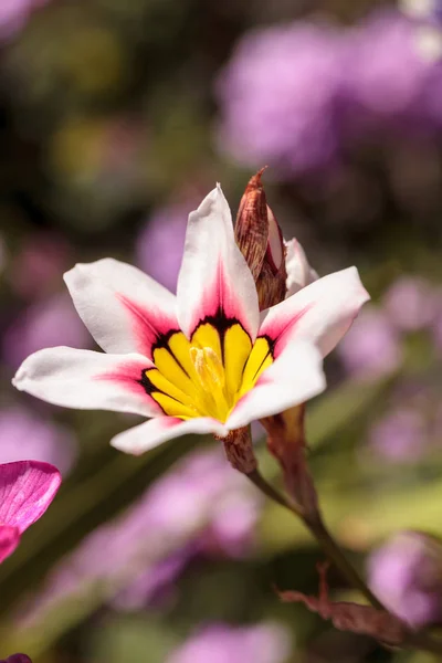 Mariposa lily bloem — Stockfoto