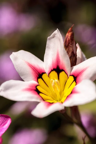 马里波萨百合花卉 — 图库照片