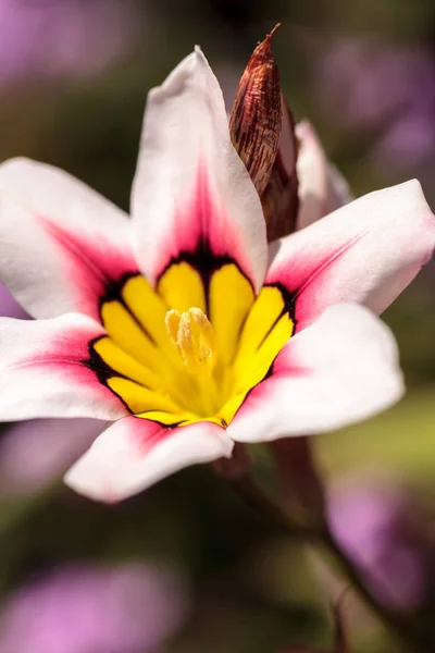 Mariposa lily květina — Stock fotografie