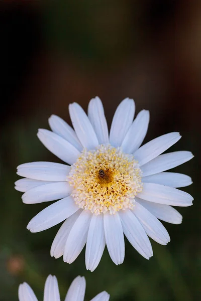 White button daisy — Stock Photo, Image