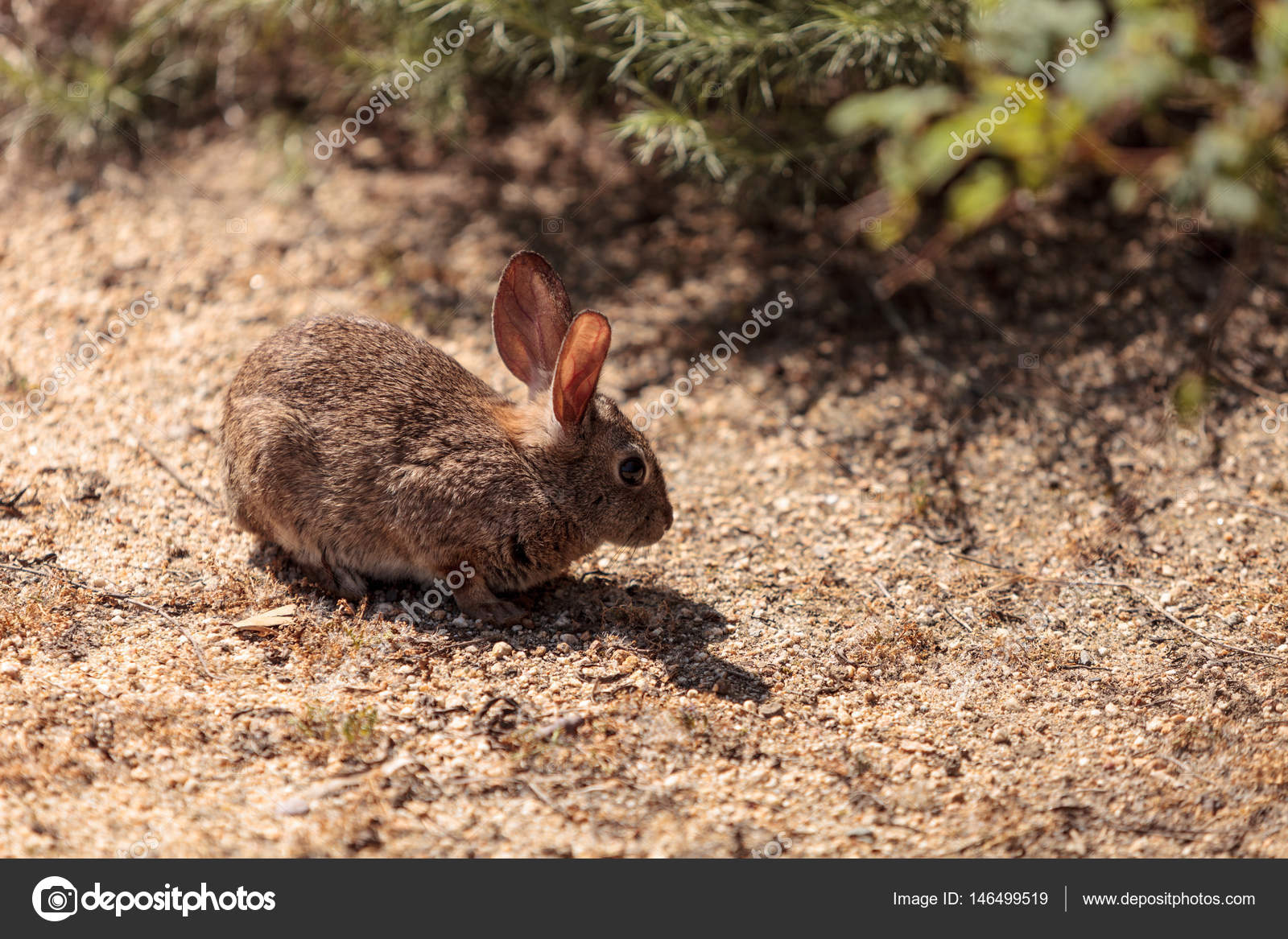Juvenile rabbit, Sylvilagus bachmani, wild brush rabbit — Stock
